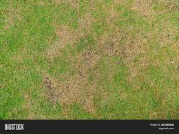 Your green fungus stock images are ready. Green Yellow Grass Image Photo Free Trial Bigstock