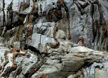 Image result