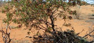 Turpentine oil can cause serious side effects, including headache, sleeplessness, coughing, bleeding in the lungs, vomiting, kidney damage, brain damage, coma, and death. Turpentine Bush Eremophila Fraseri In The Western Australian Rangelands Agriculture And Food
