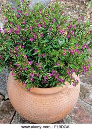 False Heather Cuphea Hyssopifolia Stock Image Cuphea Plant Heat Tolerant Plants Gardening For Beginners