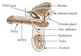 Male and female reproductive system organs. Draw A Well Labelled Diagram Of Male Reproductive System And Explain Its Various Parts Brainly In