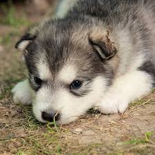 No alaskan malamutes's were found in the for sale catergory. 1 Alaskan Malamute Puppies For Sale In Dallas Tx