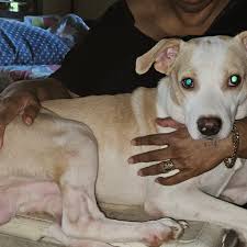 Pliz can anyone help me my dogs leg is broken I don't know what to do. I  need help