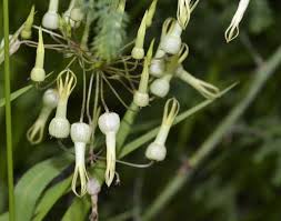 Image result for Riocreuxia