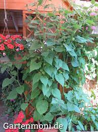 Die physalis zählt zu den exotischeren gewächsen in hiesigen breitengraden. Physalis Anbauen Pflegen Und Ernten Gartenmoni Altes Wissen Bewahren