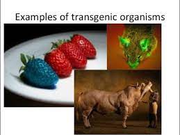Transgenic organisms are organisms whose genetic material has been changed by the addition of foreign genes. Transgenic Organisms Padeepz Zoology Youtube