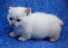 Elite munchkin kitten from europe. Creampoint Napoleon Munchkin Kitten Munchkin Cat Munchkin Kitten Cute Cats