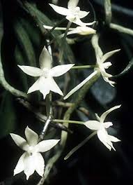 Image result for Aerangis alcicornis