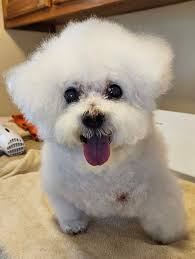 Loss of schnauzer pets due to health issues and owner grief