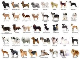 What Dog Breed Are You Take This Quiz To Find Out
