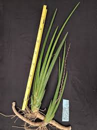 Image result for Sansevieria pearsonii