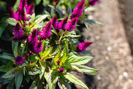 Maybe you would like to learn more about one of these? Celosia Flowers Offer Plumes Feathers And Blooms