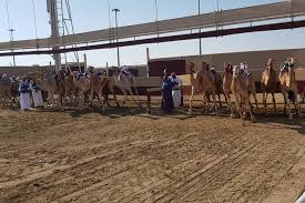 Watching a camel race is a completely different horse racing experience, with a 10km track. Half Day Private Guided Camel Race Tour In Qatar Placepass