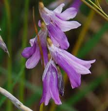 Image result for Dierama formosum × plowesii