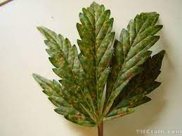 Maybe you would like to learn more about one of these? Rust Spots On Leaves Any Ideas
