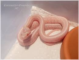 Cornsnake Hatchling Frisch Geschlupfte Snow Tessera Kornnatter Http Www Kornnatter Freunde De Corn Snake Reptile Habitat Snake