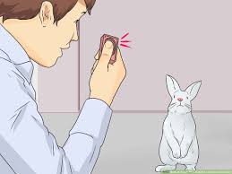 I got my rabbit 4 years ago over the summer, and when we just got her, i was always the one cleaning her litterbox. How To Teach Your Rabbit To Come When Called 11 Steps