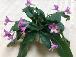 Image result for Streptocarpus