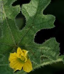 Image result for Cucumis prophetarum