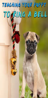 It also keeps the garden space urine free (hooray!). Dog Bell Training Teach A Dog To Ring Bell To Go Outside Dog Bell Training Dog Bell Dog Training Obedience