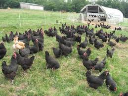 Check spelling or type a new query. 8 Langkah Mudah Beternak Ayam Kampung Yang Menjanjikan Obatrindu Com