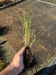 Image result for Andropogon ligulatus