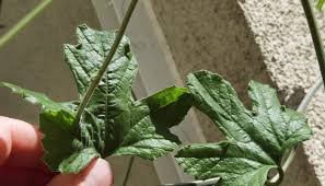 Image result for Pyrenacantha kaurabassana