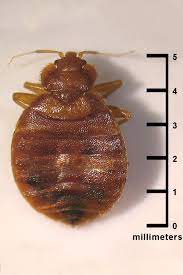 pin on hair colors i like