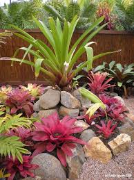 Bromeliad Planting With Pops Of Color Rock Garden Landscaping Tropical Garden Design Bromeliads Garden