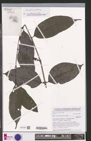 Image result for Calycosiphonia spathicalyx