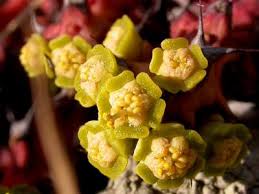 Image result for Euphorbia fanshawei