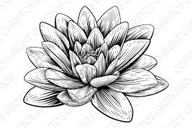 Black And White Water Lily Flower Tattoo Lotus Flower Water Lily Vintage Woodcut Etching Lotus Flower Drawing Birth Flower Tattoos Flower Drawing