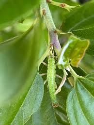 Image result for Centrostigma clavatum