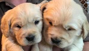 Puppies for sale, golden retrievers ready for new homes now. English Cream Golden Retrievers For Sale In Abingdon Virginia Classified Americanlisted Com