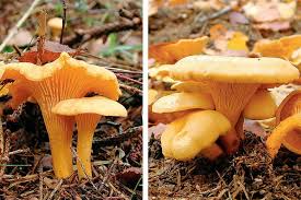 Wir verraten ihnen, wo sie die besten pilze finden und wann sie die besten pilze sammeln können. Pilze Sammeln So Gelingt Es Geo
