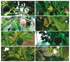 Image result for Annonaceae