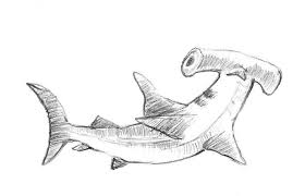 How To Draw A Hammerhead Shark Step By Step Black And White Cartoon Shark Drawing Animal Drawings