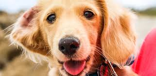 Thanks to cat sitters near and far away, they. Pawshake Pet Sitter Dog Walker Dog Boarding Apps On Google Play