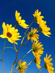 Here are a number of highest rated blue and yellow aesthetic pictures on internet. Https Br Pinterest Com Lelinha46 E1 83 A6color E1 83 A6 Blue And Yellow Golden Yellow Aesthetic Yellow Photography Aesthetic Wallpapers