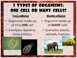 The vaccine's spike protein — responsible for infection and its most severe symptoms — would remain mostly in the injection site at the shoulder muscle or local lymph nodes. Introduction To Biology Unit 4 Biology Bio Life Ology Study Of Biology Study Of Life Ppt Download