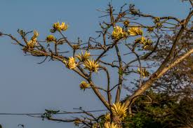 Image result for Platylepis glandulosa