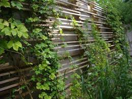 S Media Cache Ak0 Pinimg Com 736x 7a 0d D0 7a0dd077e0527f67d89c6ac16753b680 Jpg Treillage Jardin Treillage Amenagement Jardin
