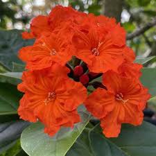 Image result for Geigeria brevifolia