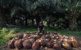 Tanaman kelapa sawit (elaeis guineensis jacq) merupakan salah satu tanaman perkebunan yang memiliki peranan yang besar dalam perningkatan perekonomian negara. Gapki Kelapa Sawit Hanya Gunakan 6 Lahan Minyak Nabati Okezone Economy