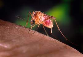 The mosquitoes that spread wnv are found throughout the state. Can West Nile Virus Keep Making You Sick