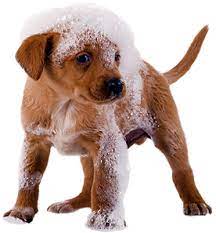 Boarding, day camp, grooming & veterinary care. Paradise Pet Resort Home Facebook