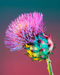 Flowers are uplifting, whether you look at them irl or in a photo. Bright Saturated Color Cloaks Houseplants And Flowers In Kaleidoscopic Photographs Idea Huntr