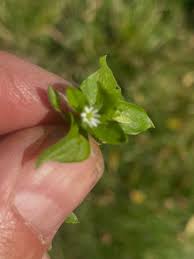 Image result for Stellaria