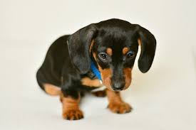 Uptown puppies has the highest quality dachshund puppies from the most ethical breeders in utah. Young B C Family Expected New Puppy To Arrive At Airport Got Scam Instead Surrey Now Leader