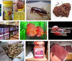Jenis pakan lembab berbentuk bakso cocok untuk salam. Ini Dia Pakan Alami Dan Buatan Untuk Budidaya Ikan